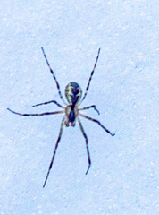 Pityohyphantes phrygianus