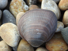 Glycymeris nummaria