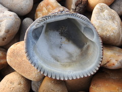 Glycymeris nummaria