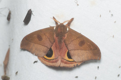 Automeris pomifera
