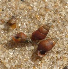 Peringia ulvae