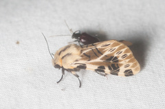 Hypercompe nemophila