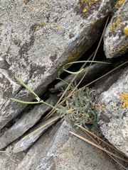 Boechera evadens