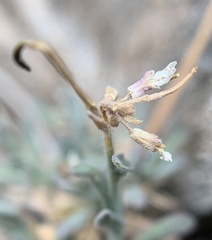 Boechera evadens