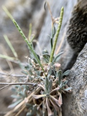 Boechera evadens