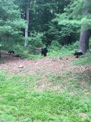 Ursus americanus