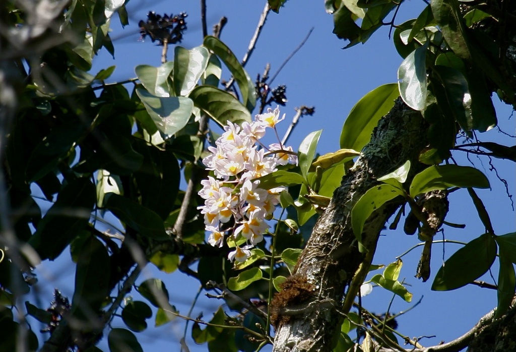 Dendrobium farmeri Paxton