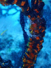 Parazoanthus swiftii