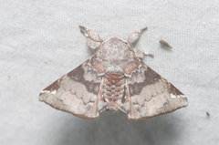 Apatelodes albipunctata