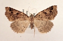 Trigonistis anticlina