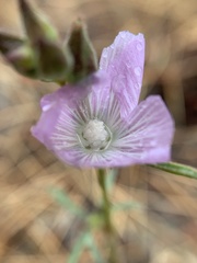Sidalcea multifida