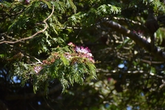 Calliandra pittieri