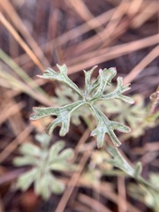 Sidalcea multifida