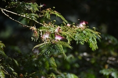 Calliandra pittieri
