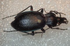 Carabus saphyrinus pseudosaphyrinus