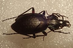 Carabus saphyrinus pseudosaphyrinus
