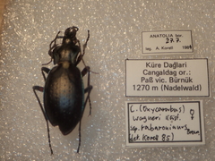 Carabus saphyrinus pseudosaphyrinus