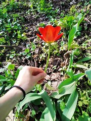 Tulipa fosteriana