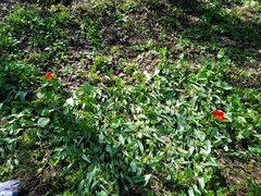 Tulipa fosteriana