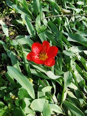 Tulipa fosteriana