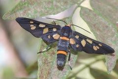 Amata cyssea