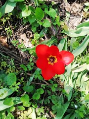 Tulipa fosteriana