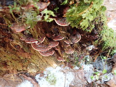 Heterobasidion parviporum