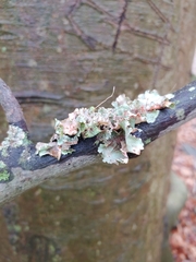 Marchandiomyces corallinus