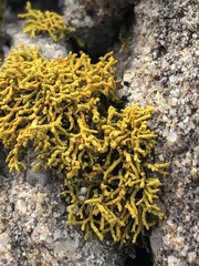 Polycauliona coralloides