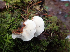 Heterobasidion parviporum