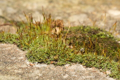 Tortula muralis