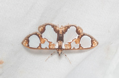 Glyphodes grandisalis