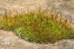 Tortula muralis