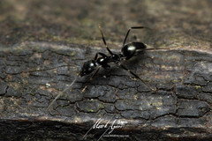 Leptomyrmex burwelli