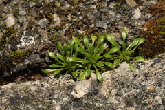 Draba verna