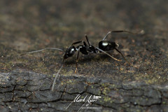 Leptomyrmex burwelli