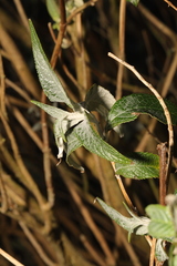 Buddleja davidii