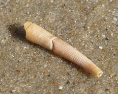 Dentaliidae