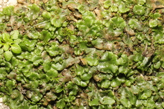 Marchantia polymorpha ruderalis