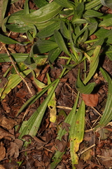 Plantago lanceolata