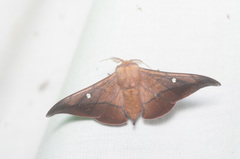 Isoscella ecuadoriana