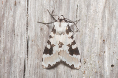 Elysius melaleuca