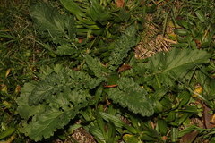 Jacobaea vulgaris