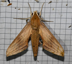 Xylophanes libya