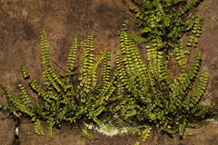 Asplenium trichomanes