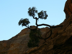 Cussonia paniculata sinuata
