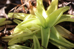 Pinguicula lutea