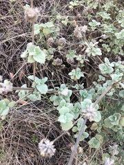 Marrubieae