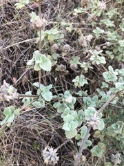 Marrubieae