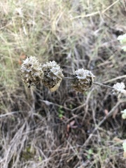 Marrubieae